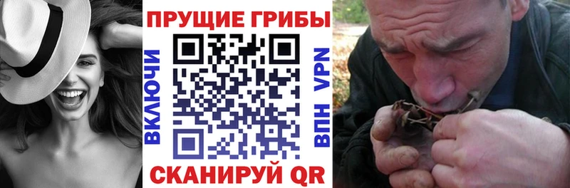 Галлюциногенные грибы Psilocybe  Чегем 